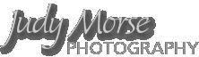 judymorse_logo